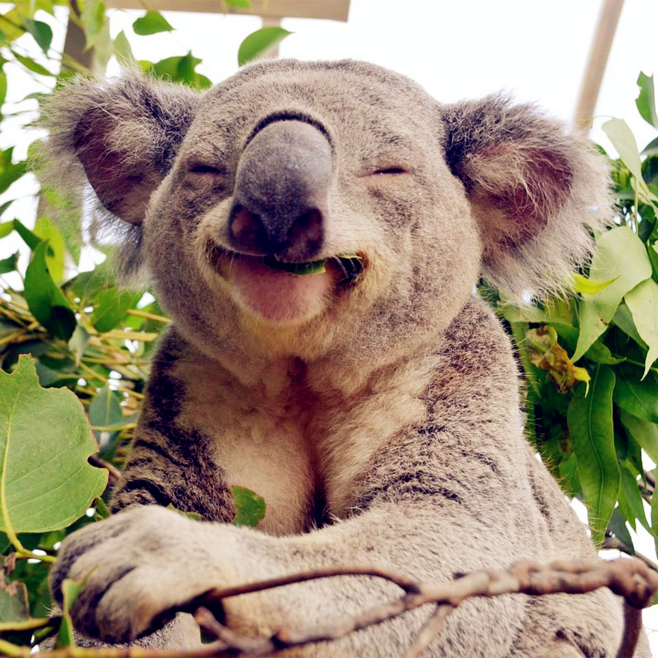 koala_glad.jpg