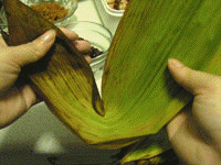 2008053016070335621.gif