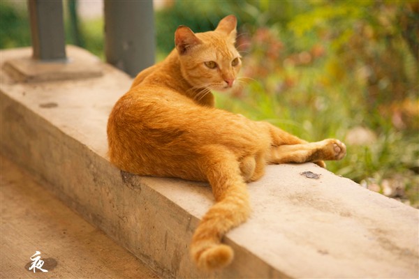 _MG_0796cat_.jpg