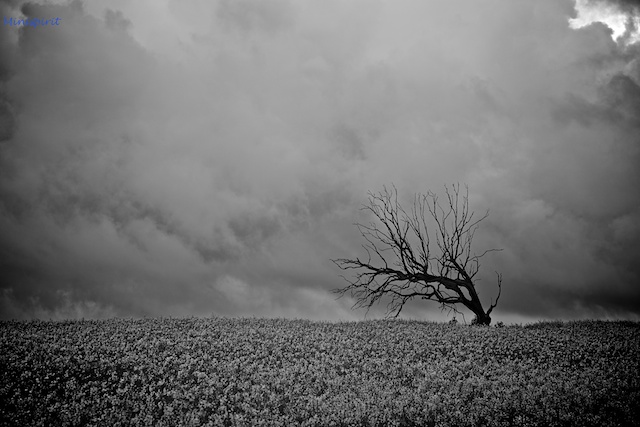 IMG_5788 (1).jpg