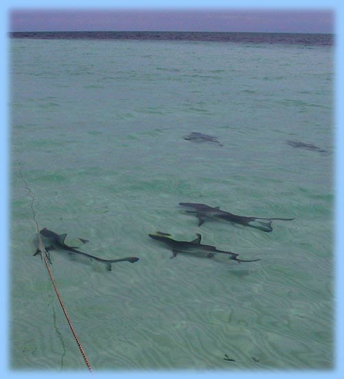 sharks.jpg