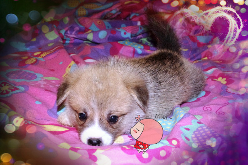 Puppy 5weeks_����.jpg