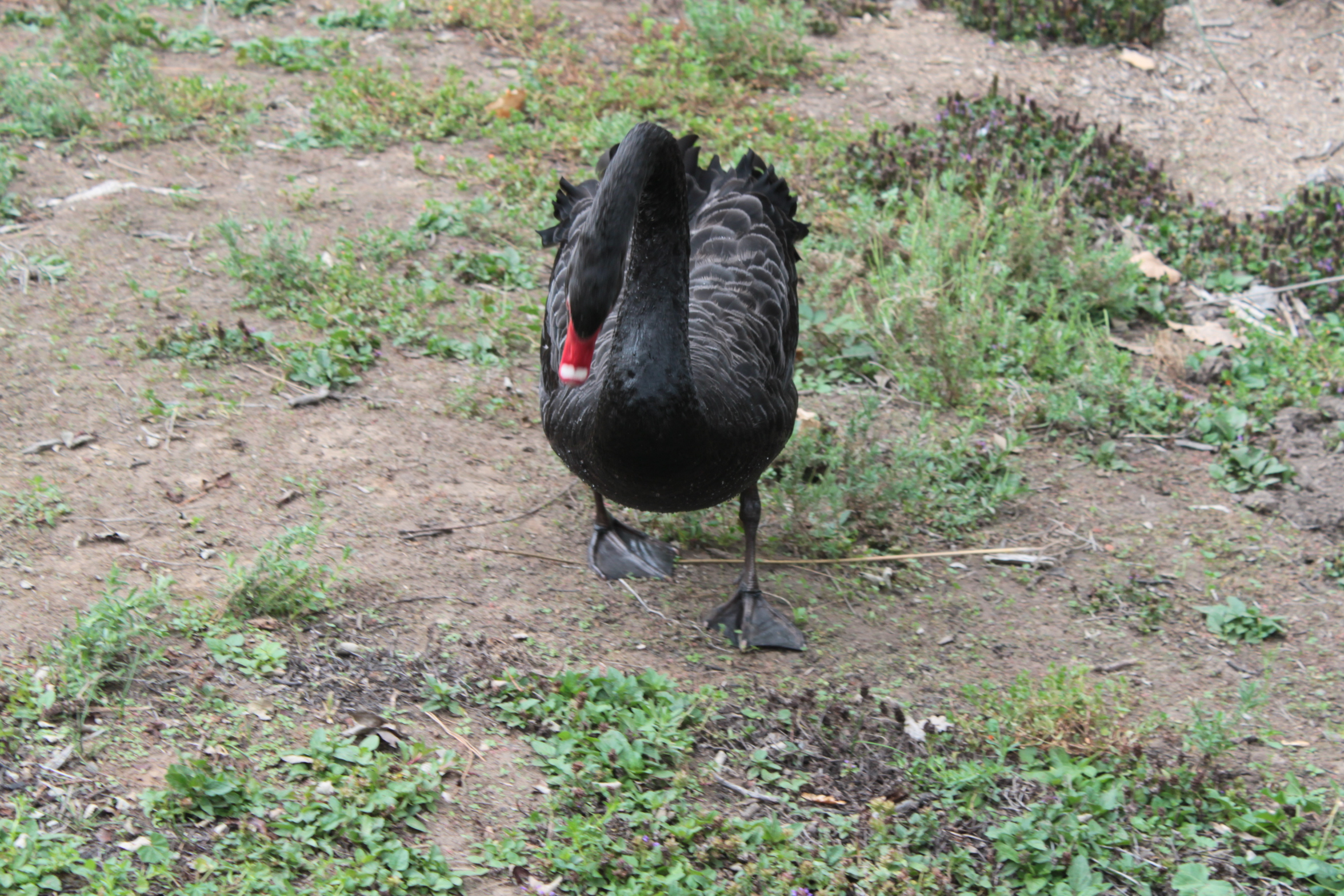 IMG_3710.JPG