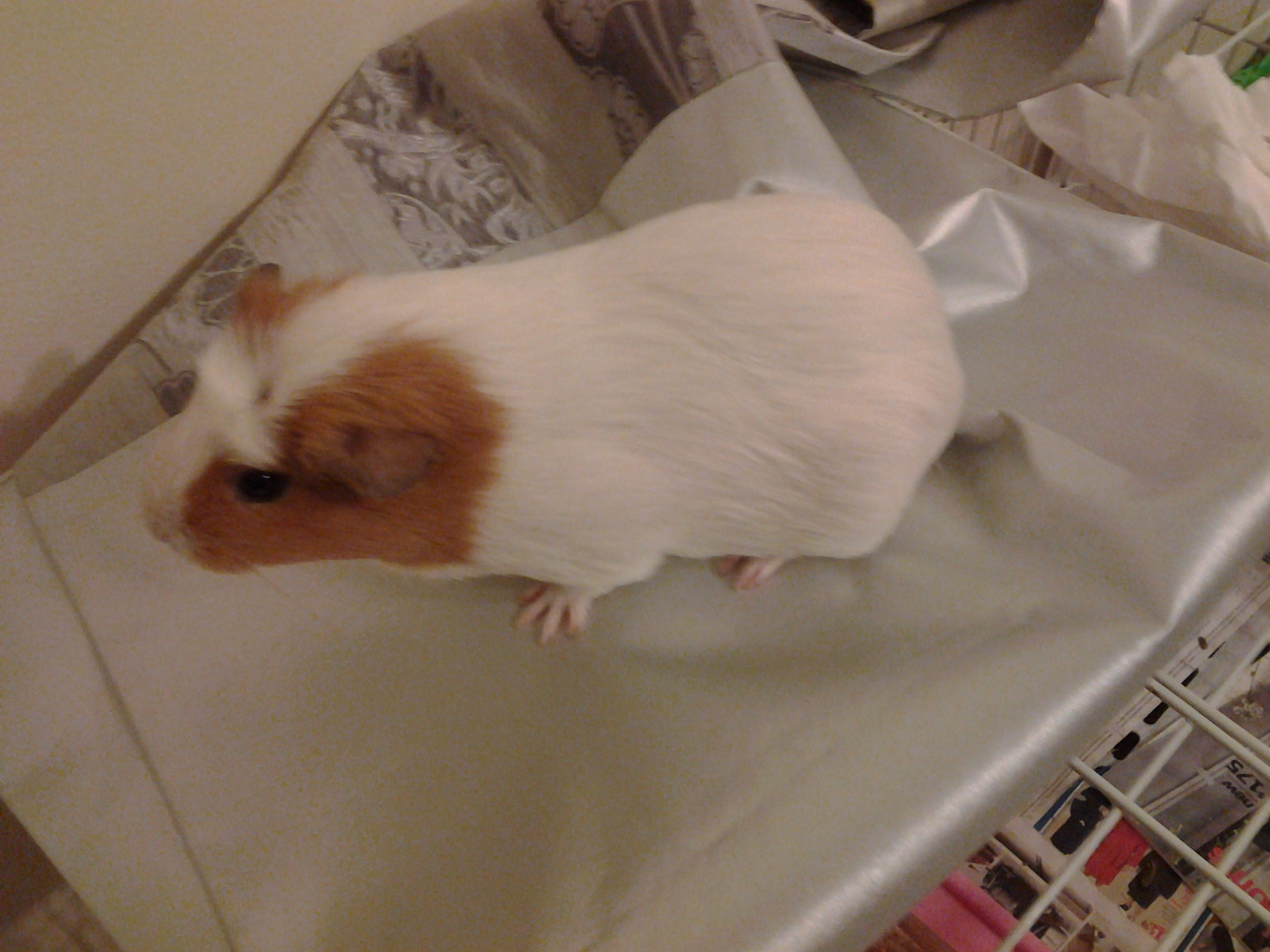 �i�� not for sale 