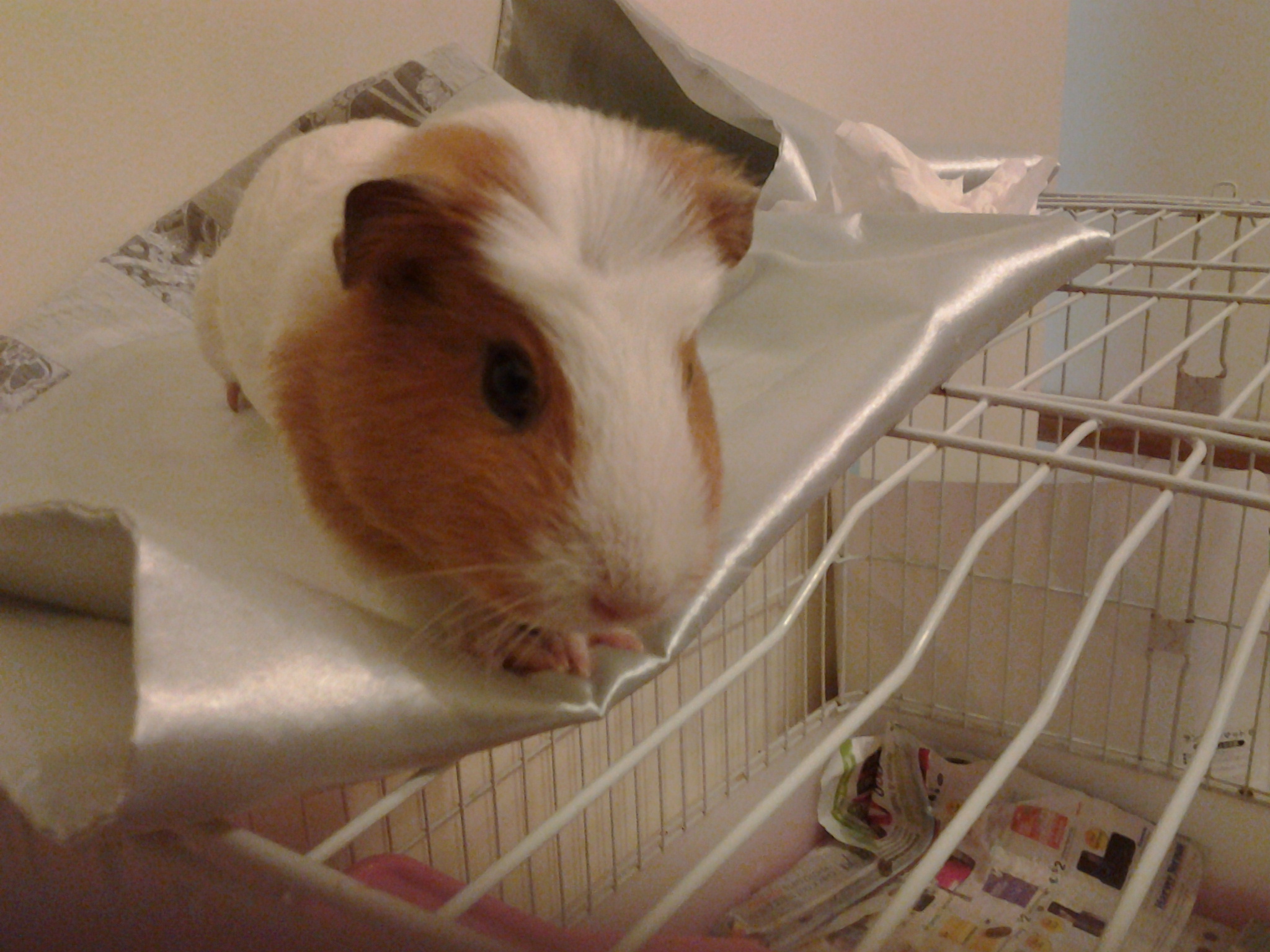 �i��, not for sale 