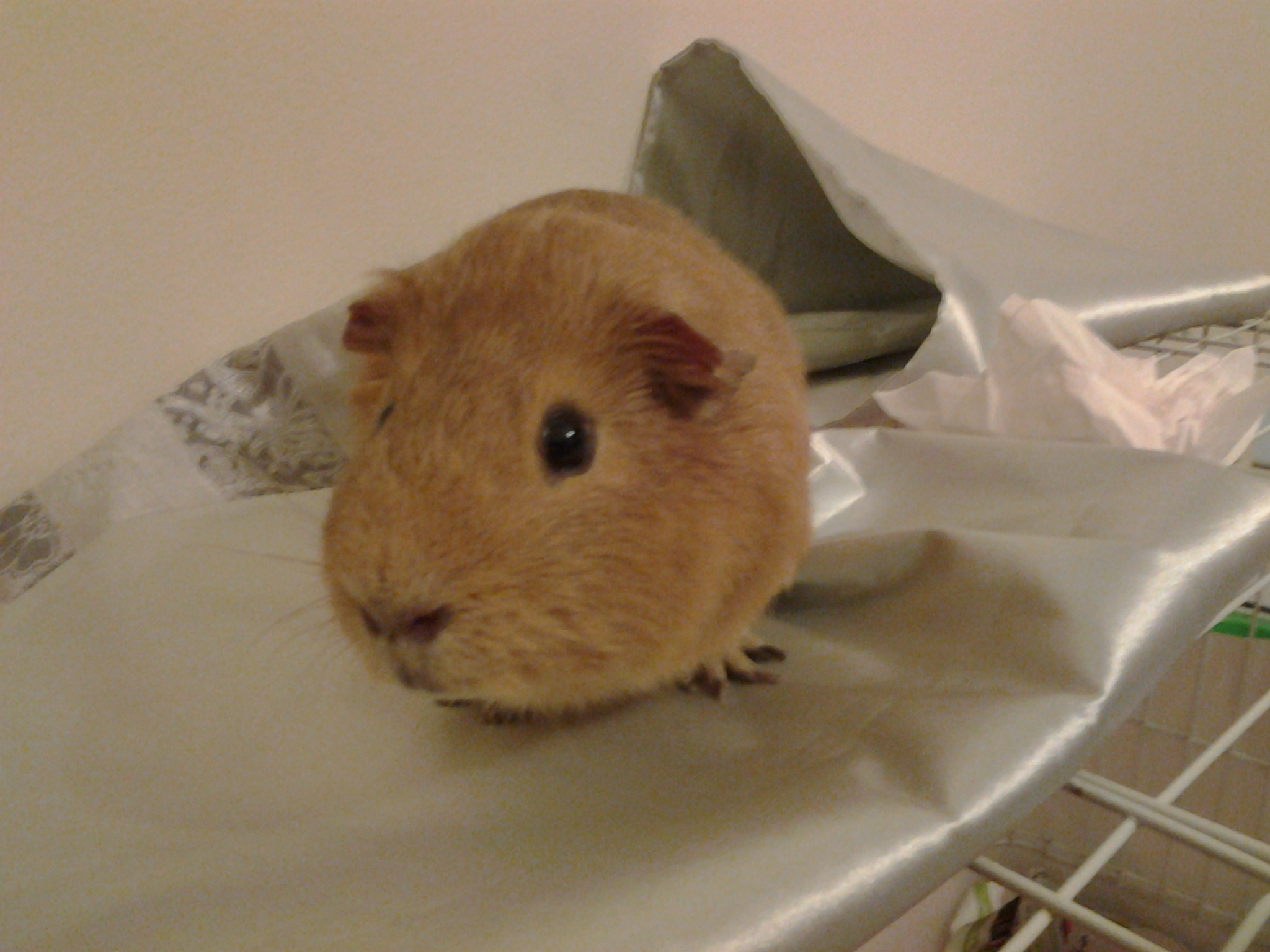 �i�� not for sale 