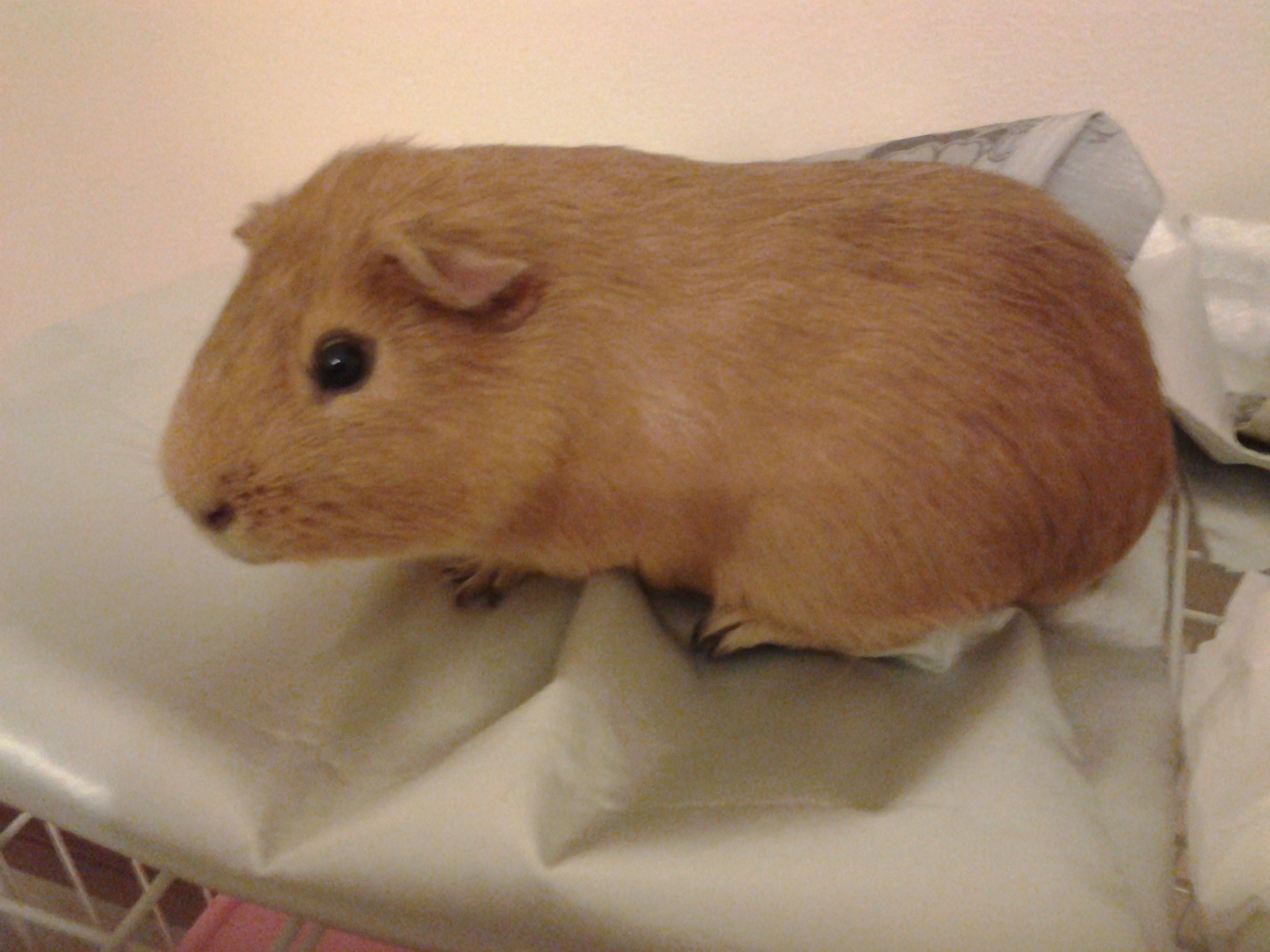 �i�� not for sale 