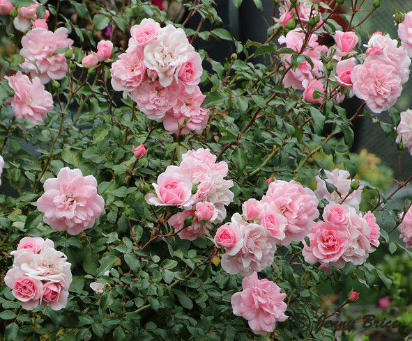 barossa-rose-flower-show-chateau-lyndoch-pink-bush.jpg