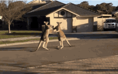 d677971fdaedfd753bf642e8512bce0e.gif