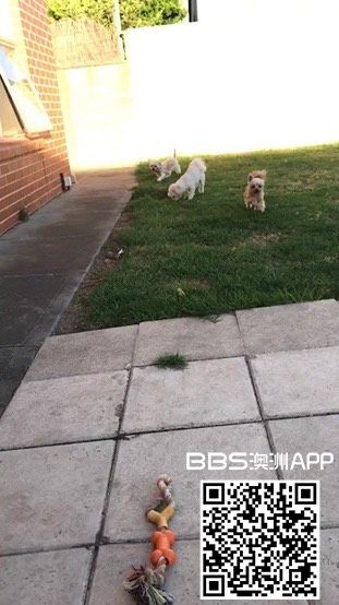 151257aaa16v1l6pllnpa8.jpg