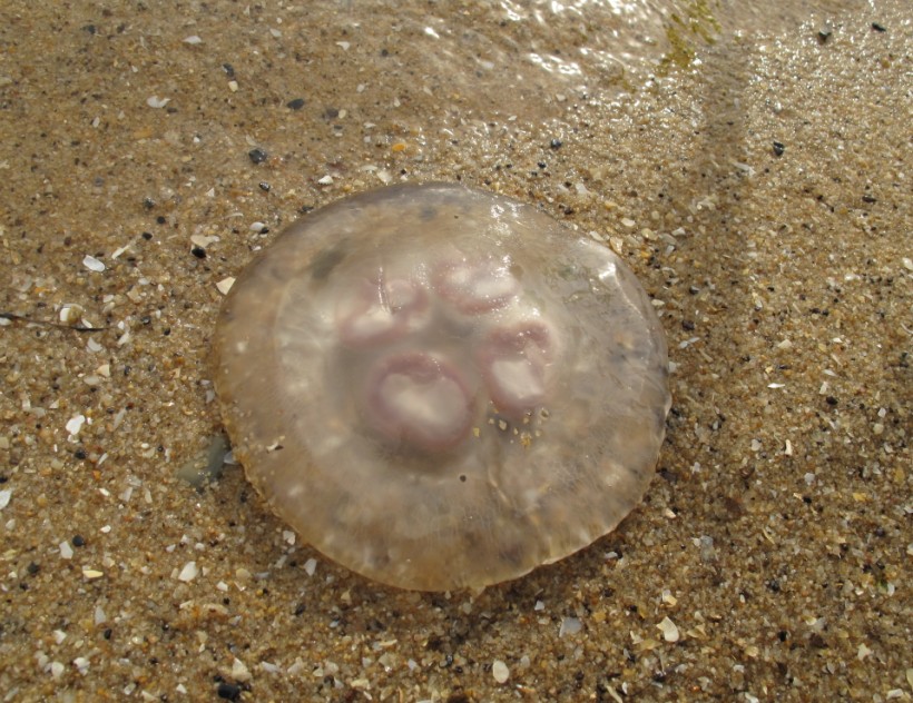 ���,,������ȥ�ܾ�,�ܺ���- -0