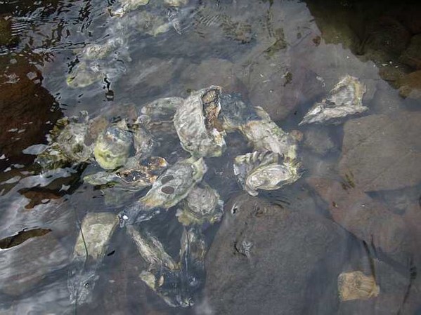 oyster.jpg